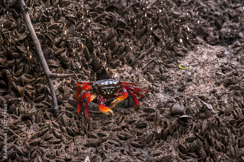 Obraz premium Mangrove root crab photographed in Vitoria, Espirito Santo. Southeast of Brazil. Atlantic Forest Biome. Picture made in 2016.