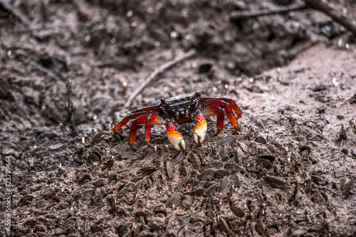 Mangrove root crab photographed in Vitoria  Espirito Santo. Southeast of Brazil. Atlantic Forest Biome. Picture made in 2016.