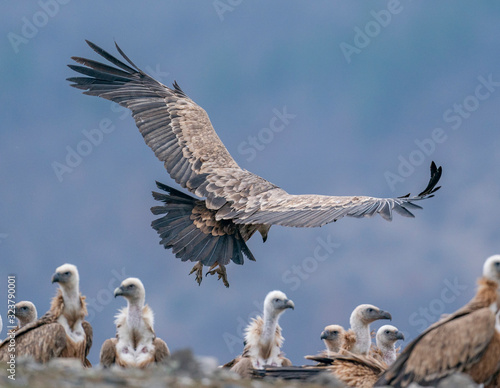 Griffon vulture landing