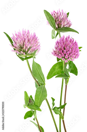 Herbal medicine  Clover flowers isolated on a white background.