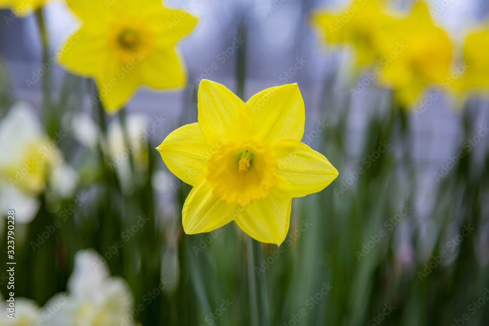Picturesque blossoming of a beautiful flower in the winter in the greenhouse