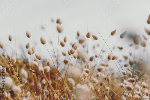 Foto Bunny tails grass on vintage style; natura background