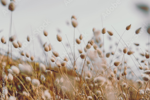 Bunny tails grass on vintage style  natura background © joeycheung