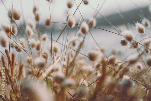 Bunny tails grass on vintage style  natura background © joeycheung