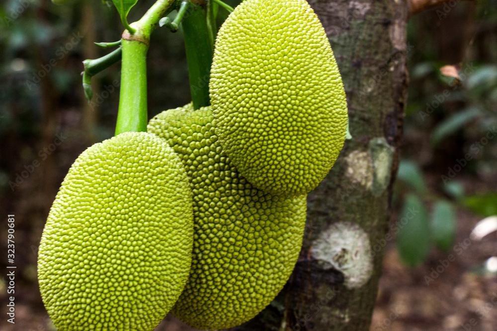 A green jackfruit hanging from a tree A green jackfruit hanging from a tree
