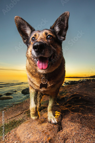 Cute shepherd dog resting on beach in evening © Alexandr