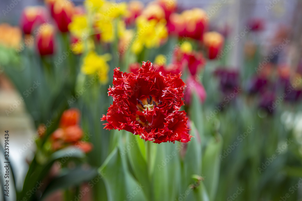 Picturesque blossoming of a beautiful flower in the winter in the greenhouse Picturesque blossoming of a beautiful flower in the winter in the greenhouse