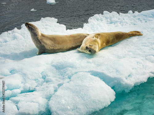 two seals on white iceberg in Antarctica