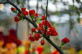 Picturesque blossoming of a beautiful flower in the winter in the greenhouse