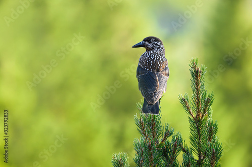 Spotted nutcracker in the natural environment, pine tree, close up, mountains, nucifraga caryocatactes photo