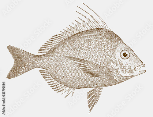 Longspine porgy, stenotomus caprinus, a fish from the atlantic ocean in side view