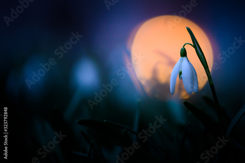 Snowdrop in the natural environment, close up, detail, grass, Europe, Galanthus nivalis