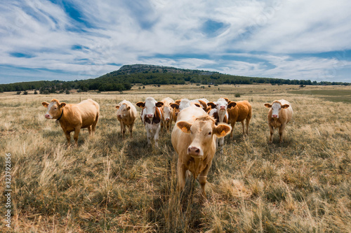 Vaches Mont Gerbier de Jonc