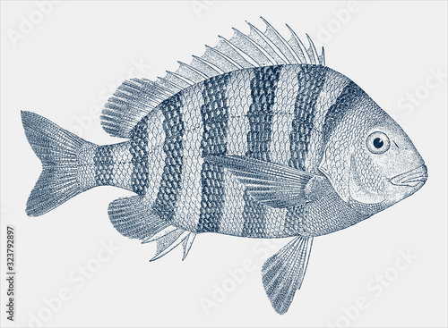 Young sheepshead archosargus probatocephalus, fish from Western Atlantic Ocean