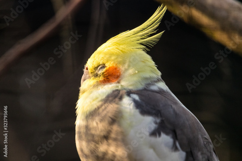 portrait of a colorful cockatiel chilling in the sun