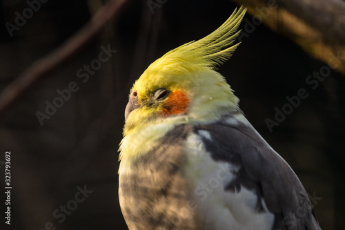 portrait of a colorful cockatiel chilling in the sun