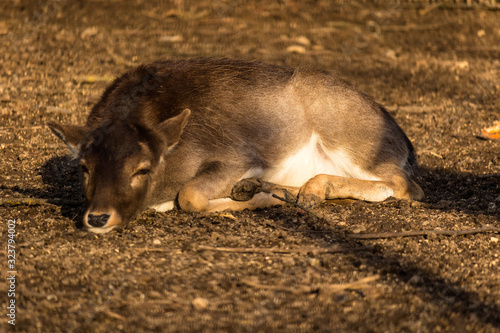 sleeping deer on the forest floor on a sunny evening