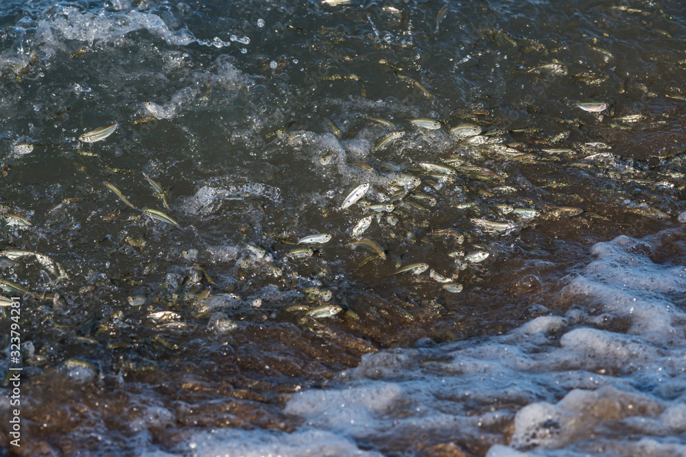 Fish photographed in Coroa Vermelha Island, Bahia. Atlântic Ocean. Picture made in 2016.