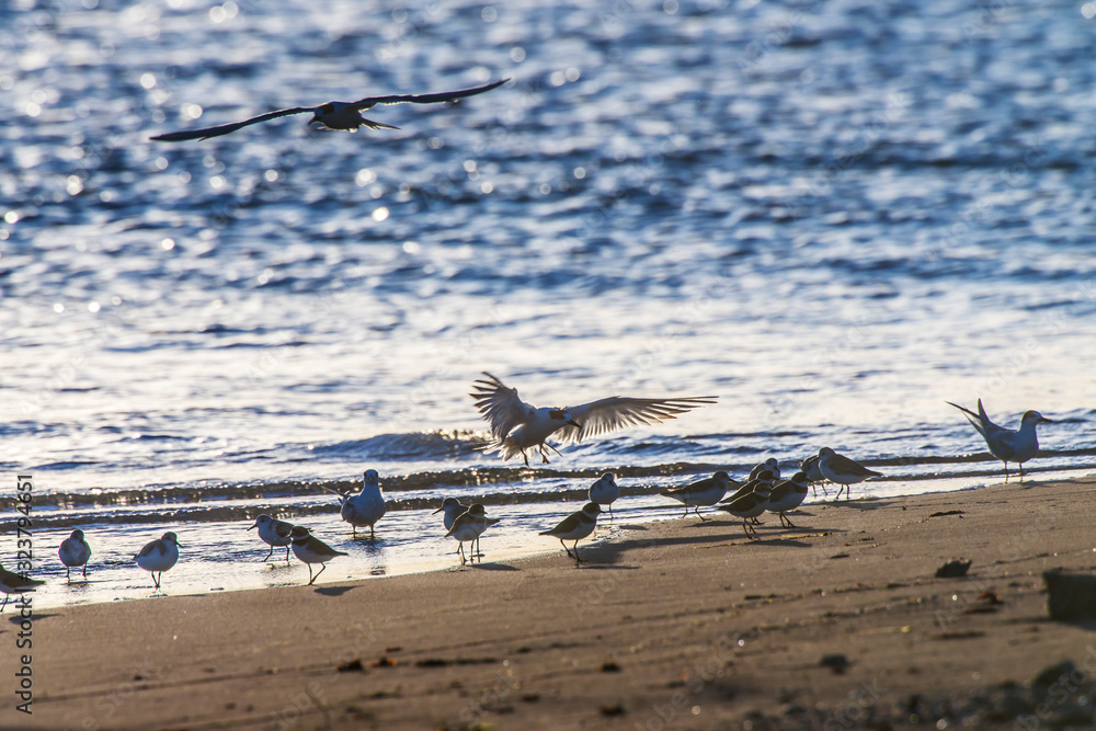 Bird photographed in Coroa Vermelha Island, Bahia. Atlântic Ocean. Picture made in 2016. Bird photographed in Coroa Vermelha Island, Bahia. Atlântic Ocean. Picture made in 2016.