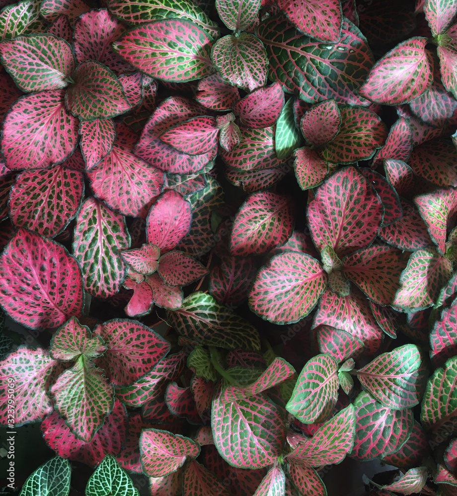 Fototapeta premium Pink leaves