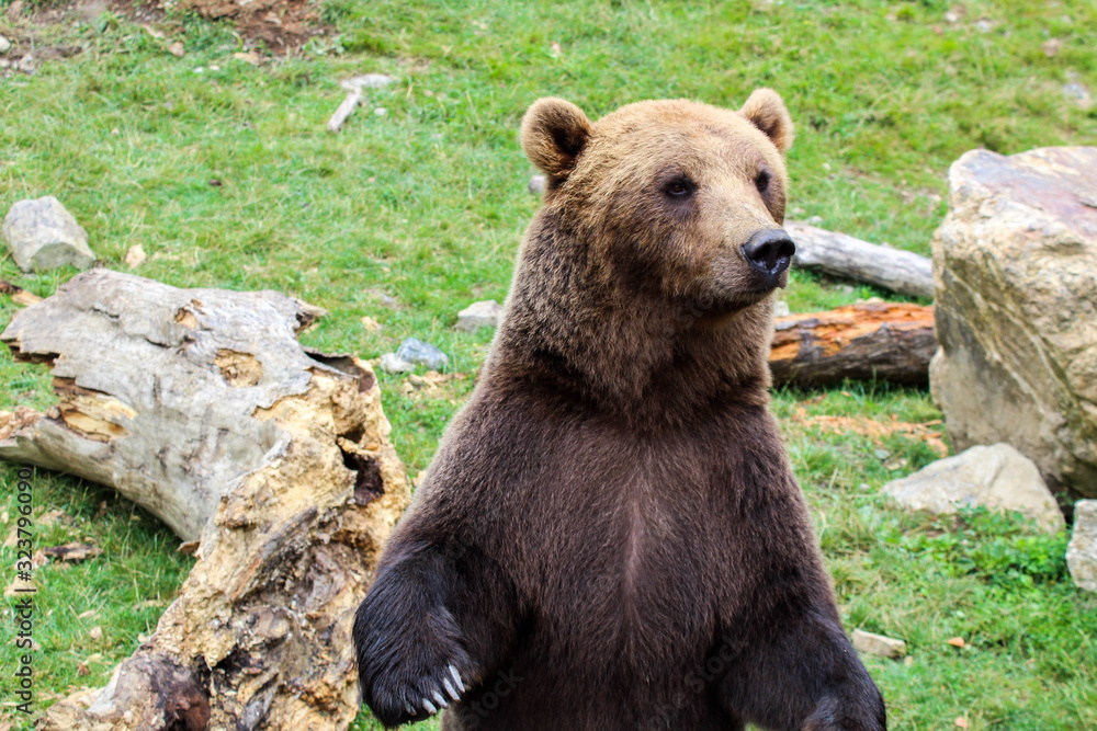 Obraz premium A beautiful bear saying hello