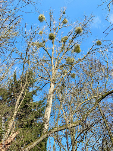 Trees without leaves and multiple bird nests against a blue sky. Bottom-up view. Winter Landscape scene,