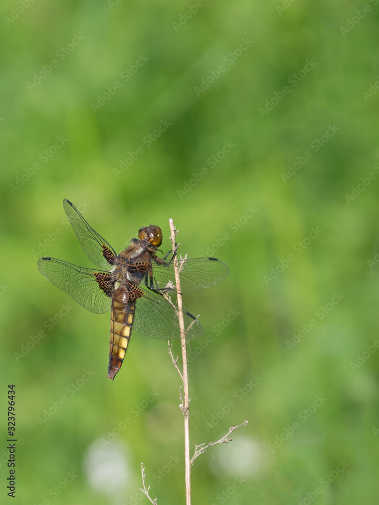 Nahaufnahme eines Plattbauchs, Libelle (Libellula depressa) Nahaufnahme eines Plattbauchs, Libelle (Libellula depressa)