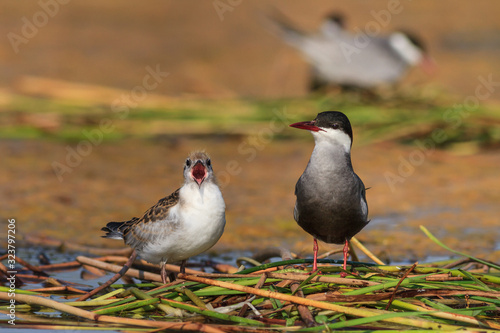 common tern (sterna hirundo)