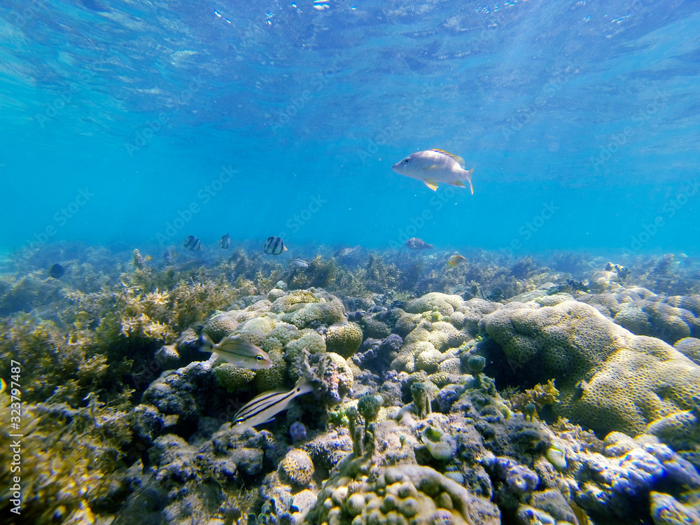 Fototapeta premium Fish photographed in Coroa Vermelha Island, Bahia. Atlântic Ocean. Picture made in 2016.