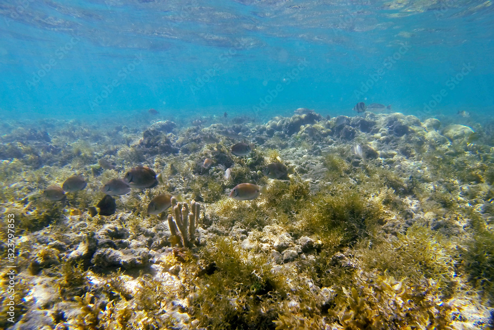 Fototapeta premium Fish photographed in Coroa Vermelha Island, Bahia. Atlântic Ocean. Picture made in 2016.