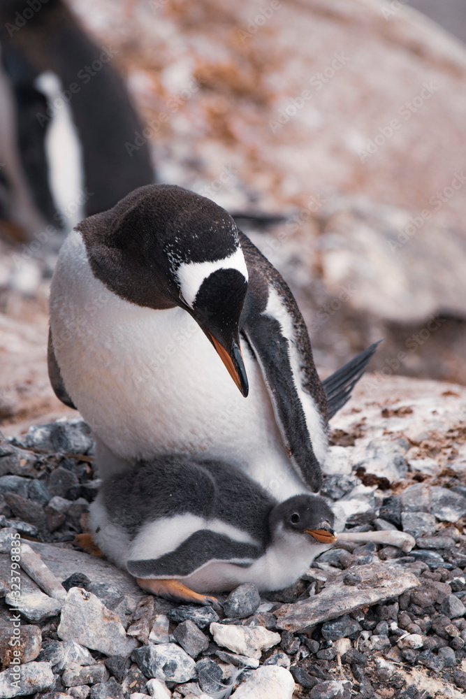 Fototapeta premium Penguin in its nest with chick. Antarctica