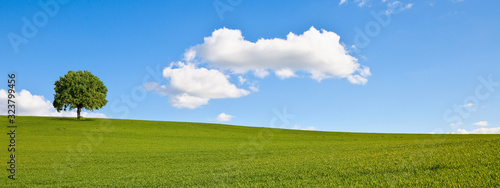 Arbre en campagne, paysage rural au printemps.