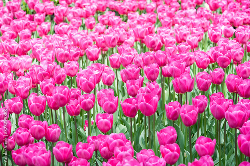 Fresh bright magenta tulips in a dazzling full frame spring garden background