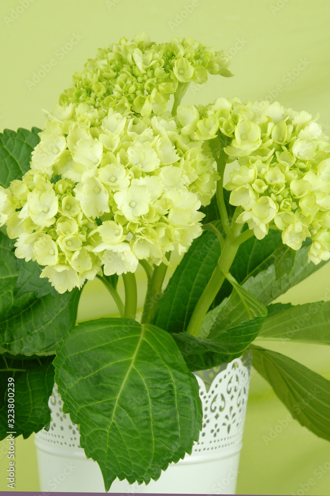 Green hydrangea flowers isolated on an elegant green fabric background Green hydrangea flowers isolated on an elegant green fabric background