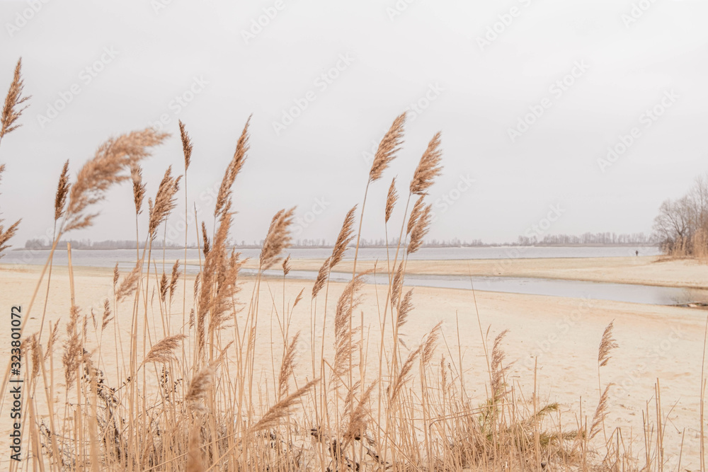 Fototapeta Pampas grass outdoor in light pastel colors. Dry reeds boho style 