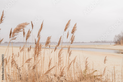 Pampas grass outdoor in light pastel colors. Dry reeds boho style  photo