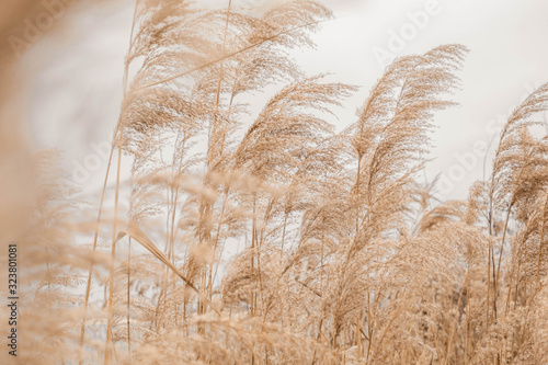 Pampas grass outdoor in light pastel colors. Dry reeds boho style  photo