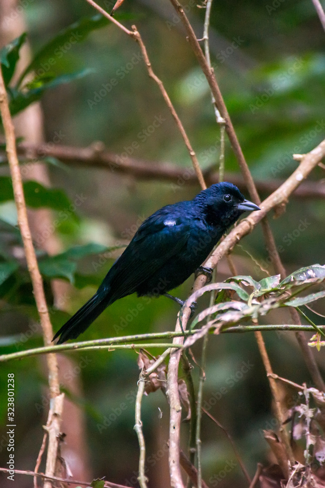 Ruby crowned Tanager Male photographed in Santa Maria de Jetiba, Espirito Santo. Southeast of Brazil. Atlantic Forest Biome. Picture made in 2016. Ruby crowned Tanager Male photographed in Santa Maria de Jetiba, Espirito Santo. Southeast of Brazil. Atlantic Forest Biome. Picture made in 2016.