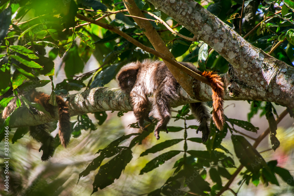 Masked titi monkey photographed in Santa Maria de Jetiba, Espirito Santo. Southeast of Brazil. Atlantic Forest Biome. Picture made in 2016. Masked titi monkey photographed in Santa Maria de Jetiba, Espirito Santo. Southeast of Brazil. Atlantic Forest Biome. Picture made in 2016.