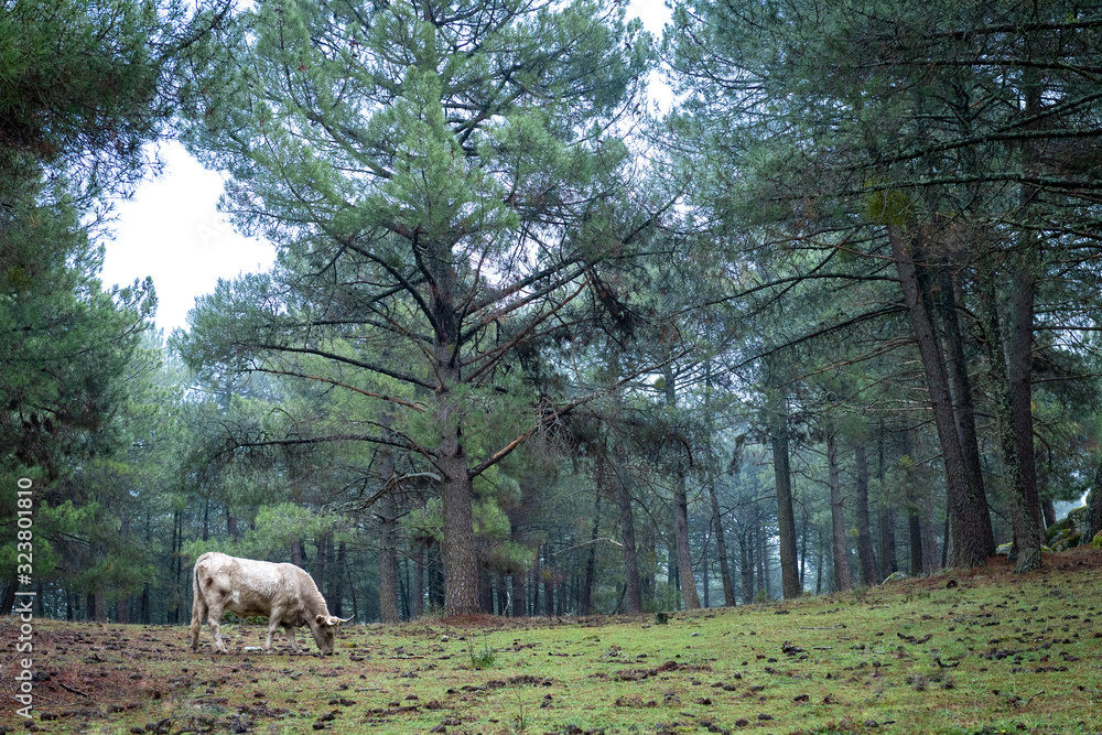 cow grazing next to grove in panoramic..