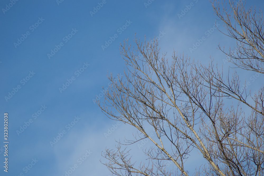 Large canopy of poplar trees in the winter sun. Large canopy of poplar trees in the winter sun.