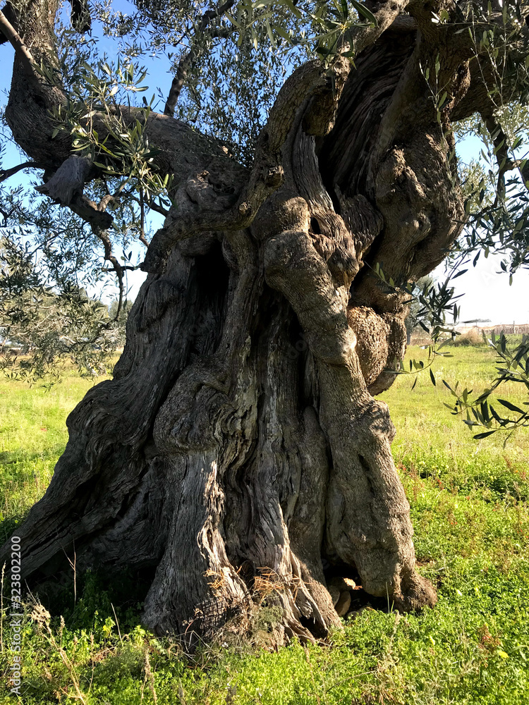 Secular olive trees in Puglia