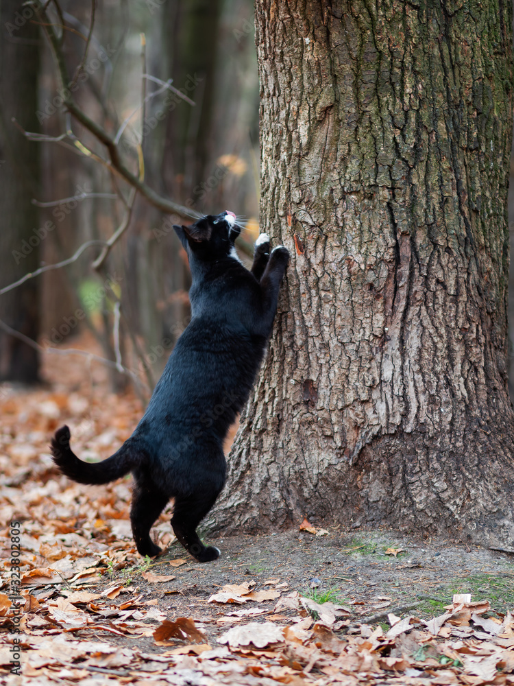 Black cat in sales forest