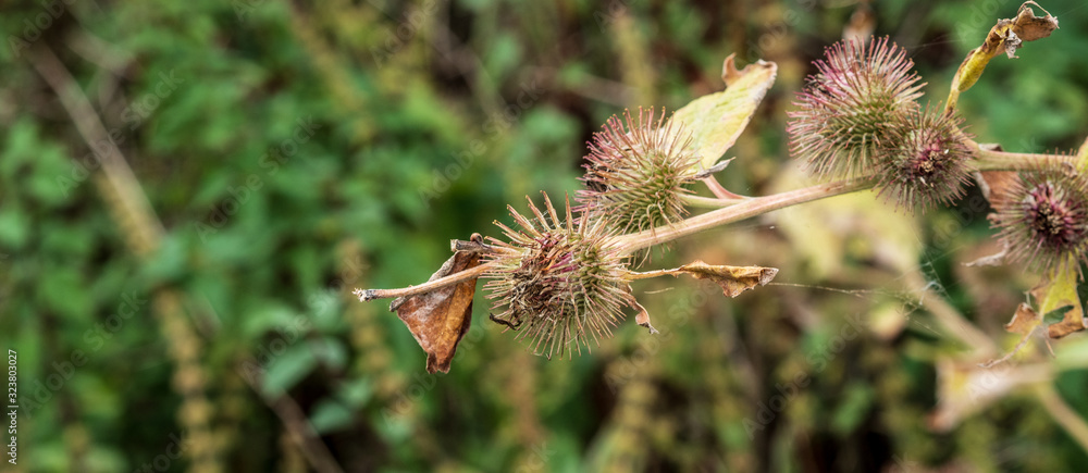 OLYMPUS DIGITAL CAMERA - THISTLE OLYMPUS DIGITAL CAMERA - THISTLE