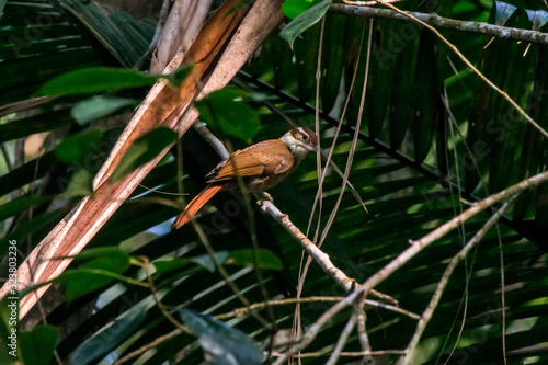 White collared Foliage gleaner photographed in Santa Maria de Jetiba, Espirito Santo. Southeast of Brazil. Atlantic Forest Biome. Picture made in 2016. photo