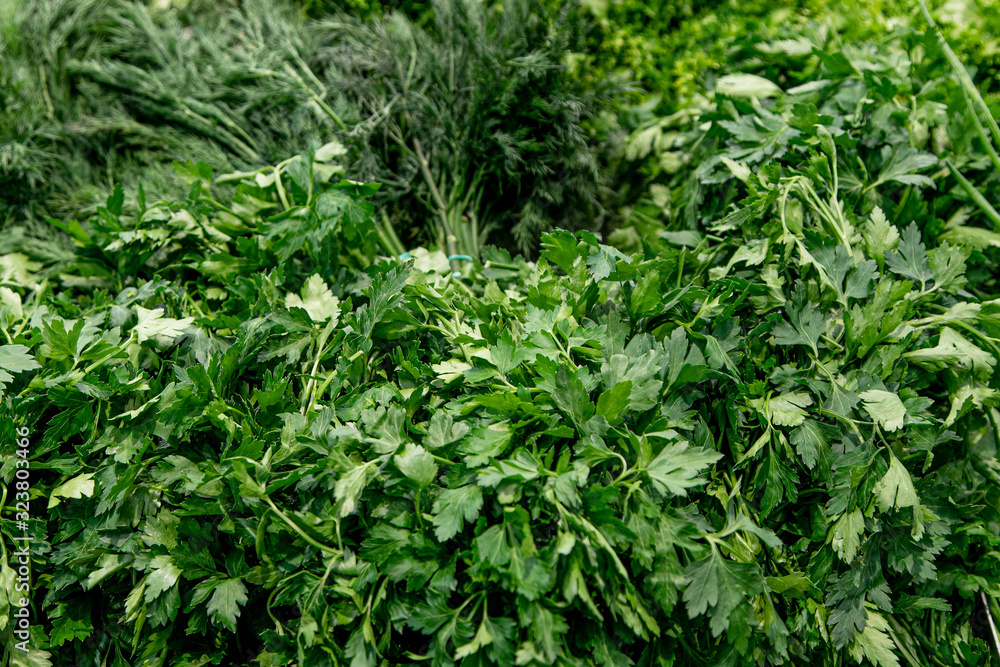 Various green leafy vegetables in row on white background. Top view point. Various green leafy vegetables in row on white background. Top view point.