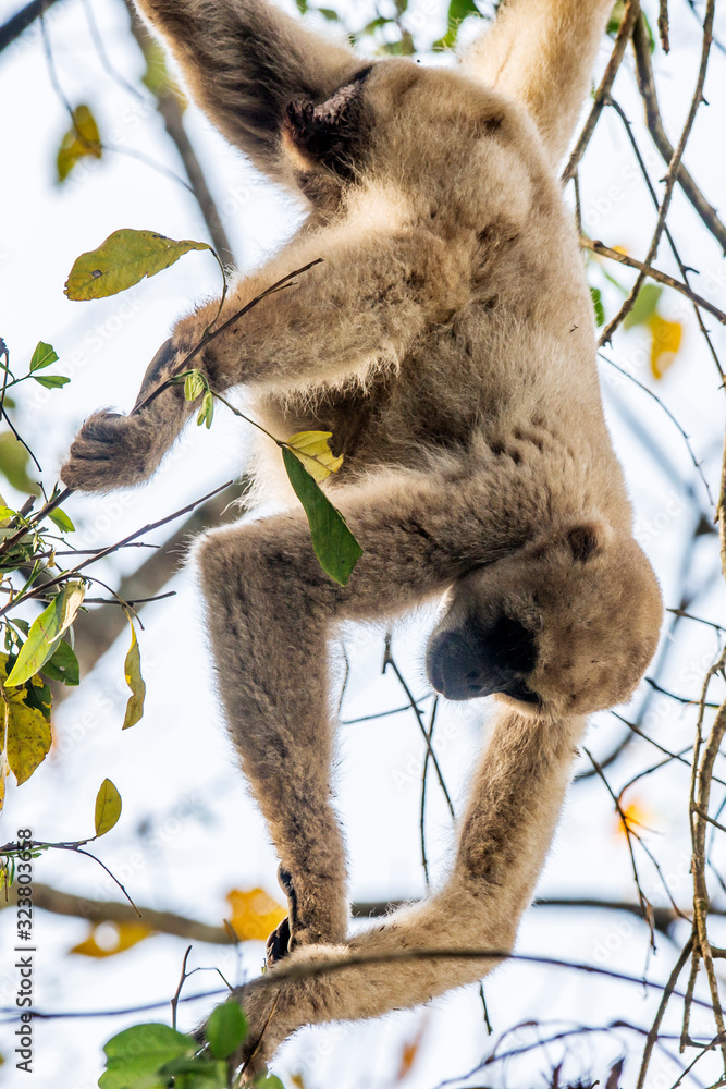 Φωτογραφία Northern muriqui photographed in Santa Maria de Jetiba, Espirito Santo