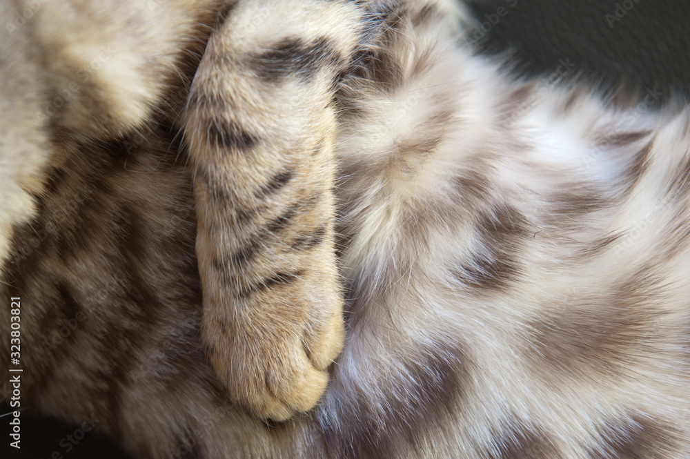 Katzen schlafen Katzen schlafen