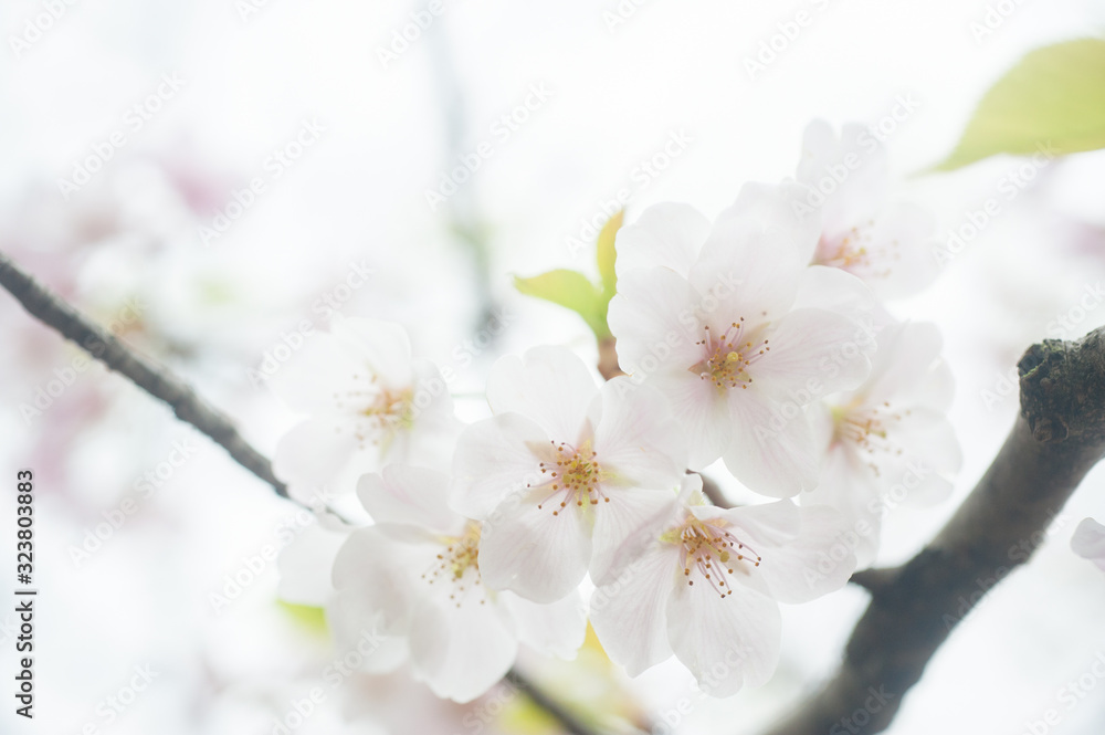 Cherry Blossoms, Sakura Blooming in Japan Cherry Blossoms, Sakura Blooming in Japan