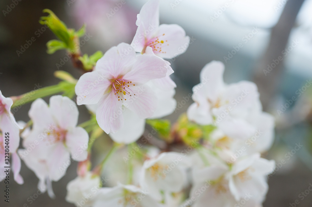 Cherry Blossoms, Sakura Blooming in Japan Cherry Blossoms, Sakura Blooming in Japan